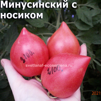 Минусинский с носиком