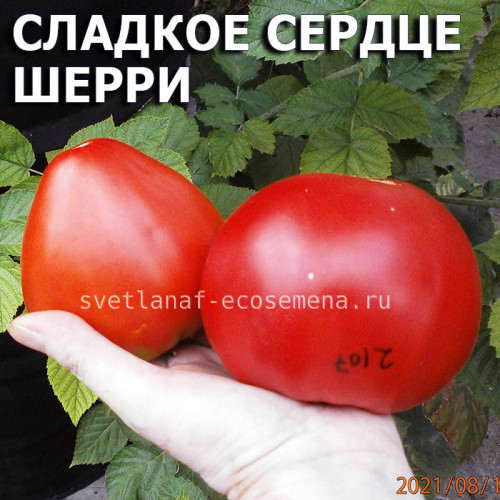 Сладкое сердце Шерри Sherry's sweet heart