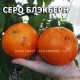 Cеро Блэкберн Cero Blackburn