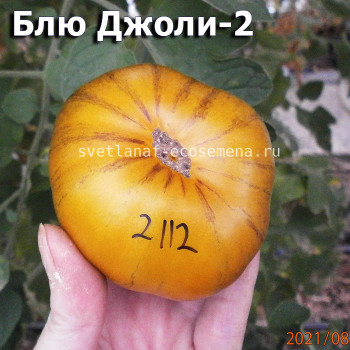Blue Jollies striped (Синий Джоли полосатый) 