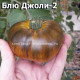 Blue Jollies striped (Синий Джоли полосатый)
