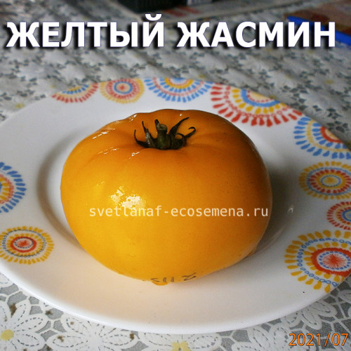 Желтый Жасмин dwarf Jasmine yellow
