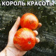 Гном Король красоты, dwarf beauty king