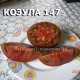 Козула 147 Kozula 147