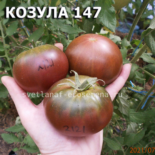 Козула 147 Kozula 147