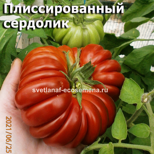 Плиссированный Сердолик Pleated Carnelian