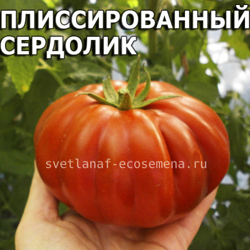 Плиссированный Сердолик Pleated Carnelian
