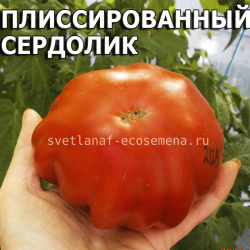 Плиссированный Сердолик Pleated Carnelian
