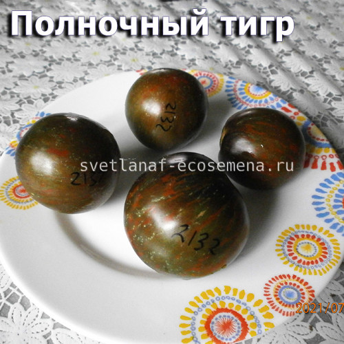 Midnight Tiger, Полночный тигр