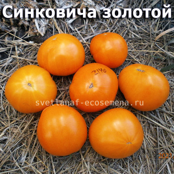 Crnkovic Gold (Синковича золотой)