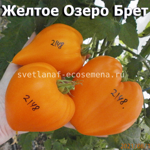 Jaune du lac de Bret Желтое Озеро Брет