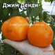 Jim Dandy  Джим Денди