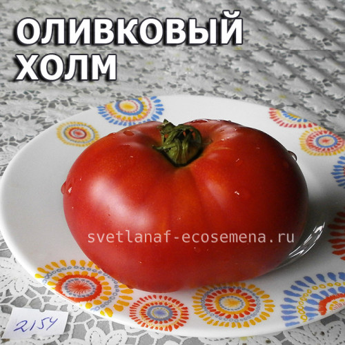 Olive hill  Оливковый холм
