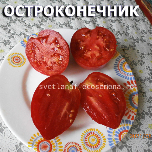 USA pointue, Остроконечник США
