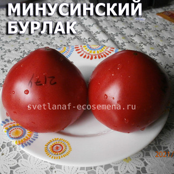 МИНУСИНСКИЙ БУРЛАК