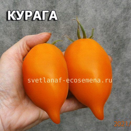 Курага