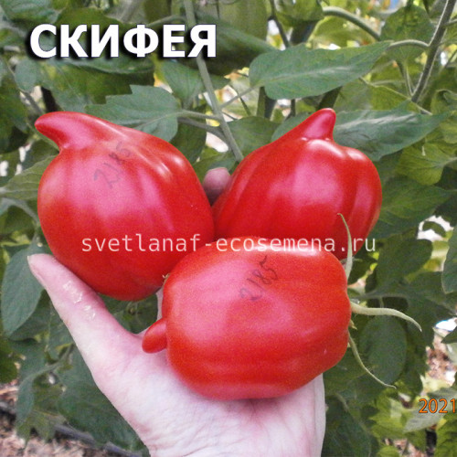 Скифея  Skyphea