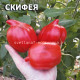 Скифея  Skyphea