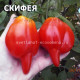 Скифея  Skyphea