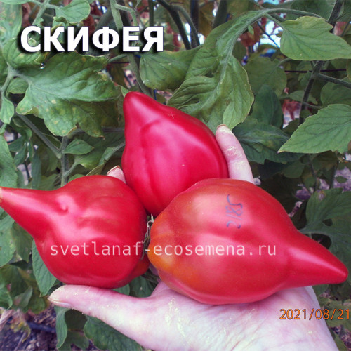 Скифея  Skyphea