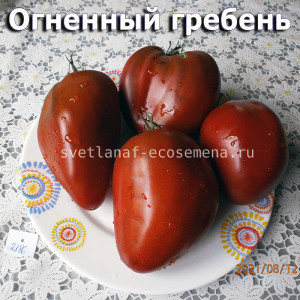 Cresta di fuoco Огненный гребень