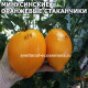 Минусинские оранжевые стаканчики