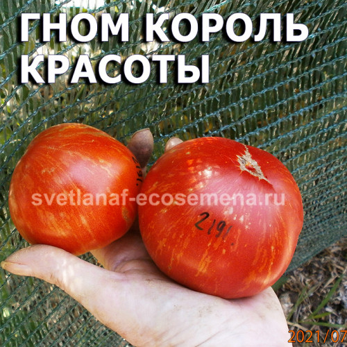 Гном Король красоты, dwarf beauty king