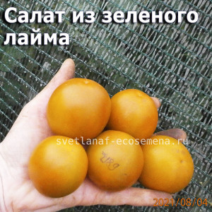 Dwarf Lime Green Salad Салат из зеленого лайма