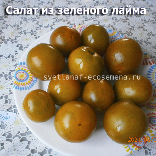 Dwarf Lime Green Salad Салат из зеленого лайма