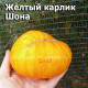Dwarf Sean’s yellow  Желтый карлик Шона