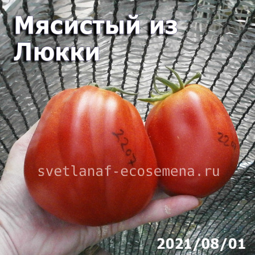 Meaty of Lucca Мясистый из Люкки