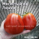 Meaty of Lucca Мясистый из Люкки