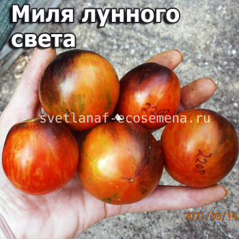 Moonlight Mile Миля лунного света
