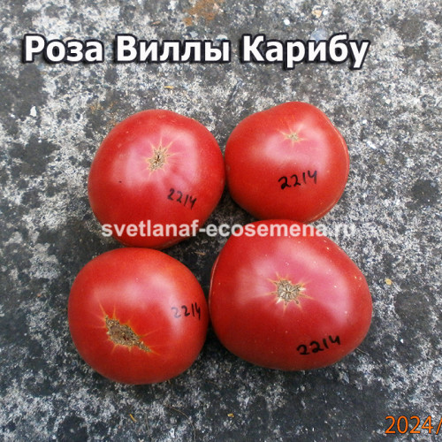 Роза Виллы Карибу Willa's cariboo rose Dwarf