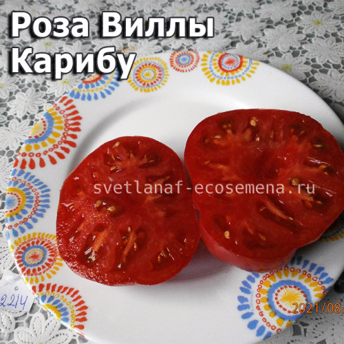 Роза Виллы Карибу Willa's cariboo rose Dwarf
