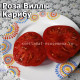 Роза Виллы Карибу Willa's cariboo rose Dwarf