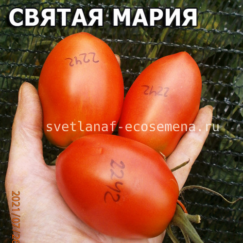 Святая Мария Santa Maria