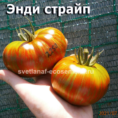 Энди полосатый, Andy stripes, Энди страйп