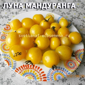 Dwarf Mandurang moon Луна Мандуранга