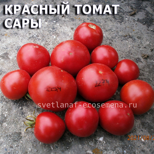 Dwarf Sarah's red tomato, гном Красный томат Сары