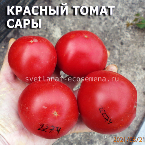 Dwarf Sarah's red tomato, гном Красный томат Сары