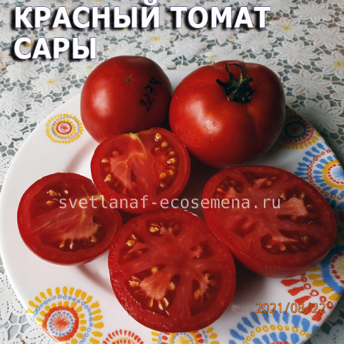 Dwarf Sarah's red tomato, гном Красный томат Сары