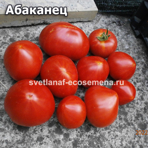 Абаканец