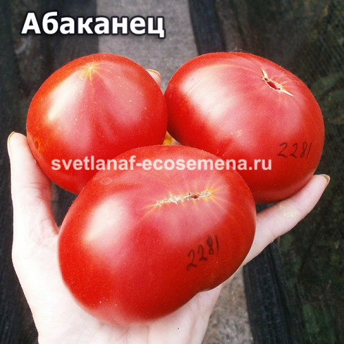 Абаканец