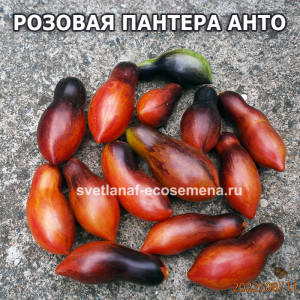 Розовая пантера анто (antho pink panther dwarf)