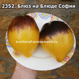 Блюз на Блюде Софии