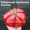 Ребристый Эуганских Холмов (Costoluto Colli Euganei)