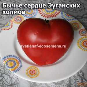 Cuor di Bue Colli Euganei (Бычье сердце Эуганских холмов)
