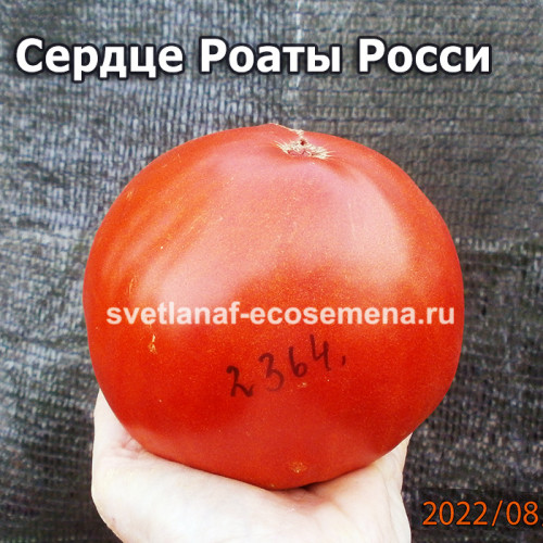 Cuore di Roata Rossi (Сердце Роаты Росси)