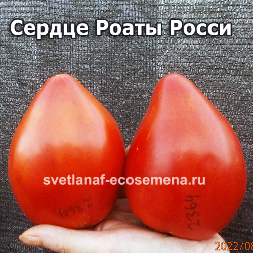 Cuore di Roata Rossi (Сердце Роаты Росси)